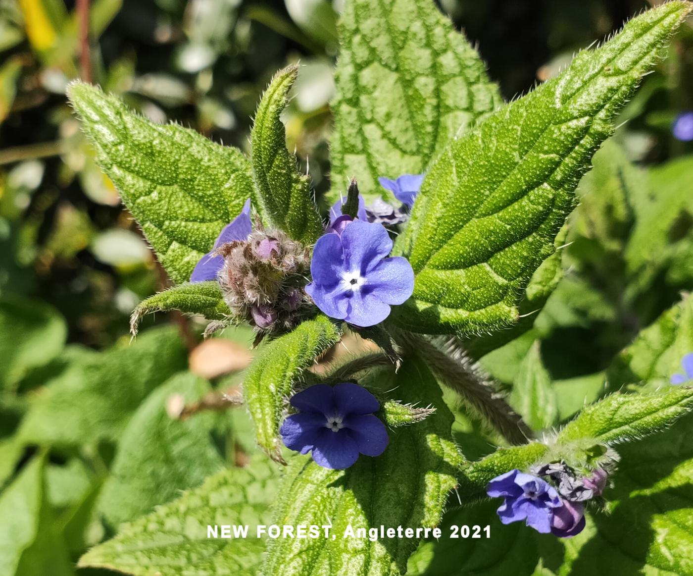 Alkanet, Evergreen flower